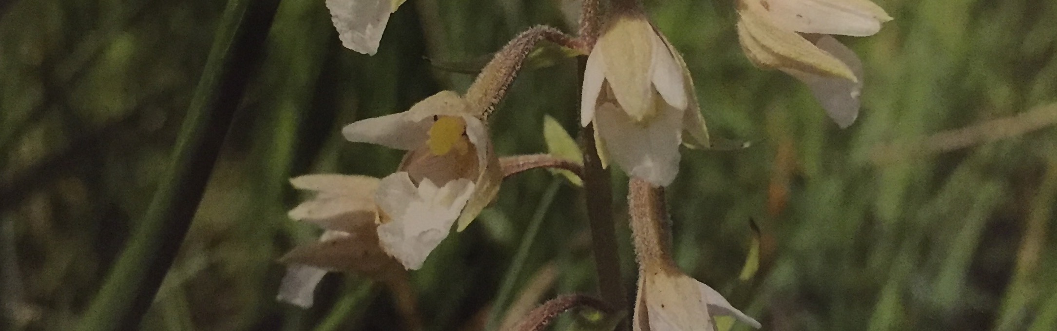 Et af de fynske fund fra 2015 - Sump-hullæbe (Epipactis palustris) med næsten helt hvis blomster i Urup Dam (TBU 30) Foto: Folmer Hadberg-Rasmussen