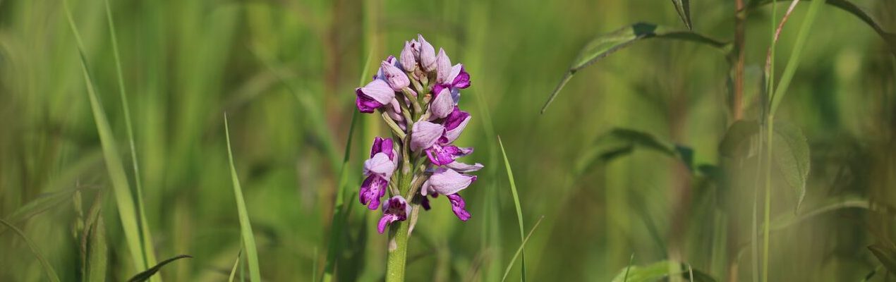 Ridder-gøgeurt / Orchis militaris