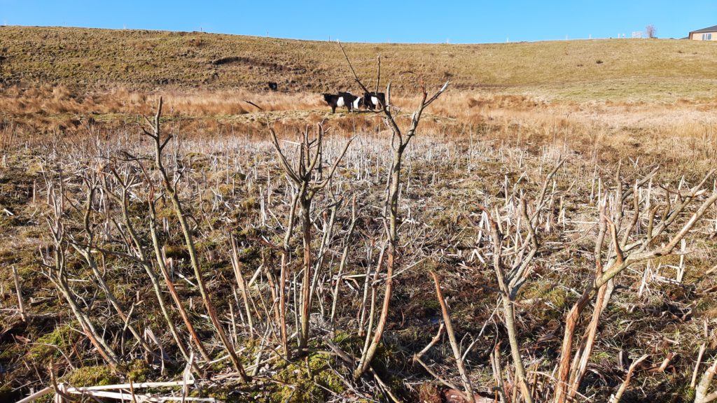 Gallowaystude og nedbidt pil, marts 2021